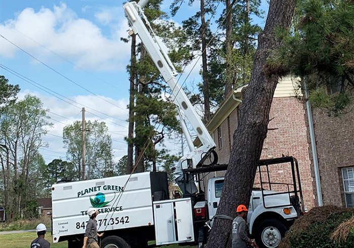  Tree Pruning Daniel Island, SC