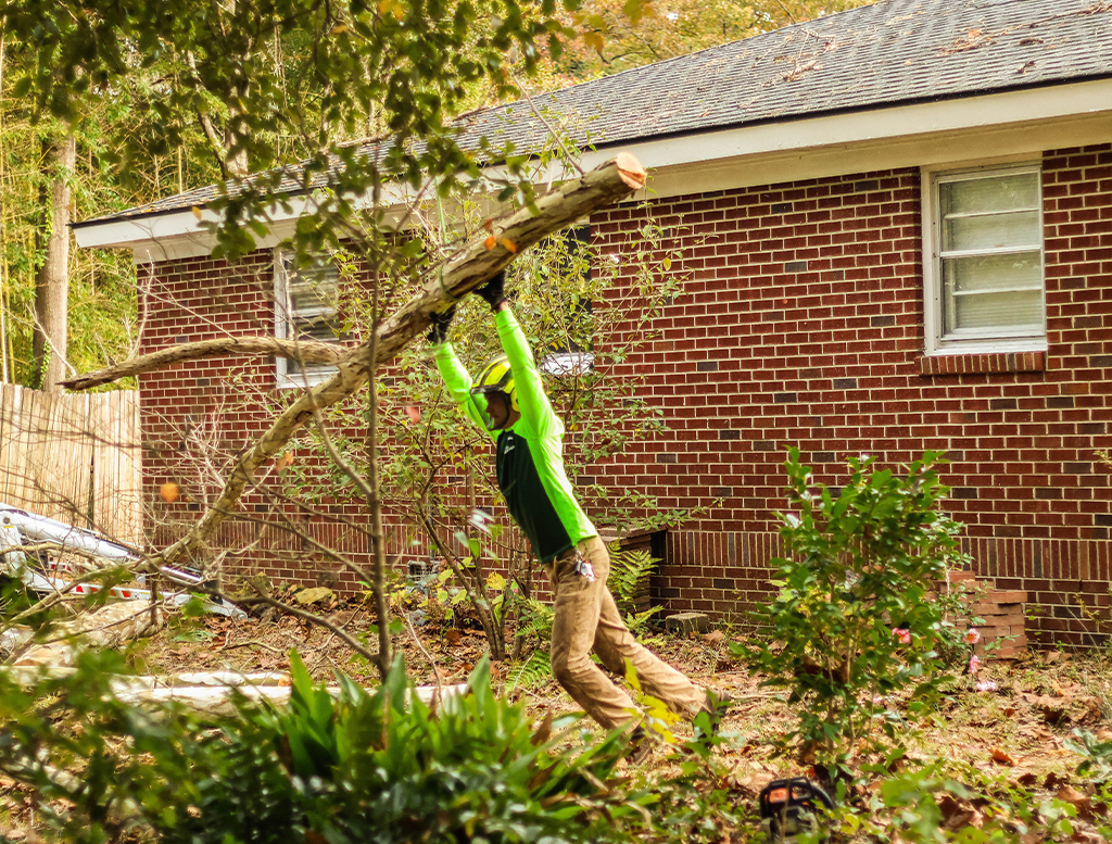  Tree Service Charleston, SC