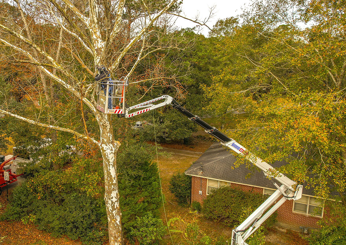 Tree And Stump Removal Moncks Corner, SC